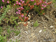 Erica ciliaris