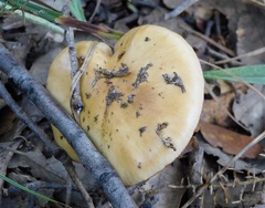 Cortinarius trivialis