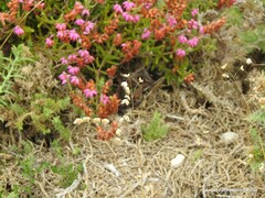 Erica ciliaris