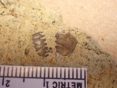 Trilobita