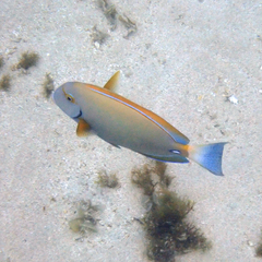 Acanthurus dussumieri