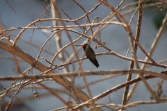 Cynanthus latirostris