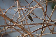 Cynanthus latirostris