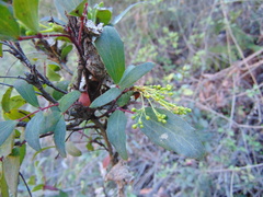 Berberis claireae