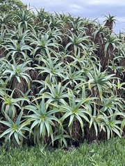 Aloe arborescens