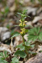 Lamium galeobdolon montanum