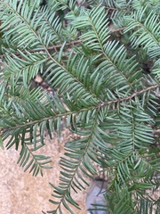 Taxus floridana