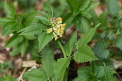 Vicia oroboides