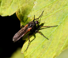 Empis