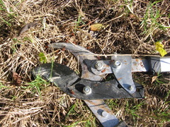 Camponotus floridanus