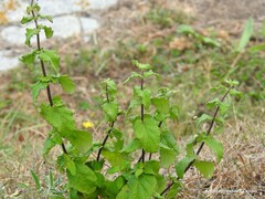 Teucrium scorodonia