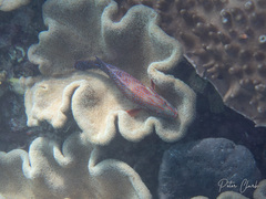 Cephalopholis miniata