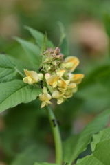 Vicia oroboides