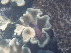 Cephalopholis miniata