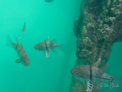 Sphaeramia orbicularis