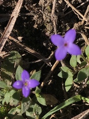Houstonia pusilla