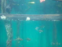 Sphaeramia orbicularis