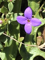 Houstonia pusilla