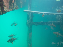 Sphaeramia orbicularis