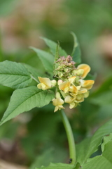 Vicia oroboides