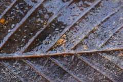 Melampsoridium carpini