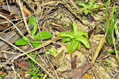 Pinguicula pumila