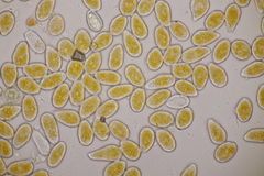 Melampsoridium carpini