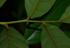 Cryptocarya