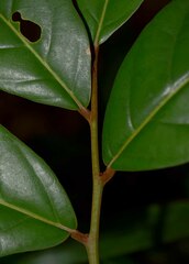 Cryptocarya
