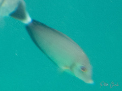 Acanthurus xanthopterus