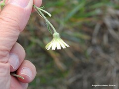 Andryala integrifolia