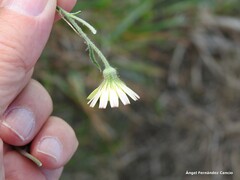Andryala integrifolia