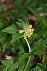 Vicia oroboides