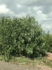 Schinus molle
