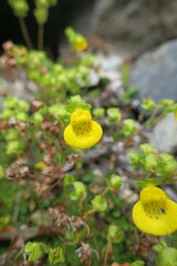 Calceolaria tenella