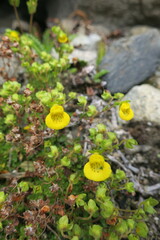 Calceolaria tenella