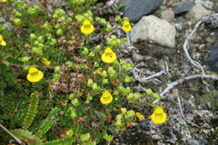 Calceolaria tenella