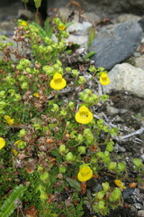 Calceolaria tenella