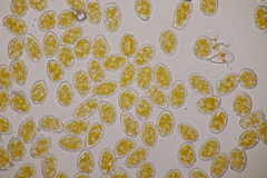 Melampsoridium carpini