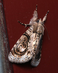 Zalissa catocalina