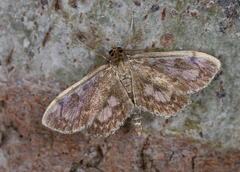 Anania coronata