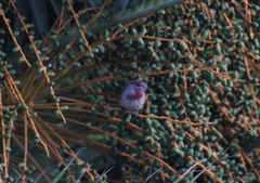 Haemorhous mexicanus