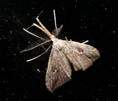 Trigonistis