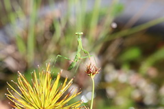Pseudomantis albofimbriata