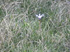 Scilla