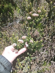 Ozothamnus leptophyllus