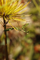 Pseudomantis albofimbriata