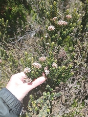 Ozothamnus leptophyllus