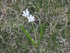 Puschkinia scilloides