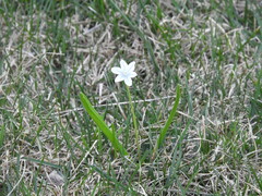 Puschkinia scilloides